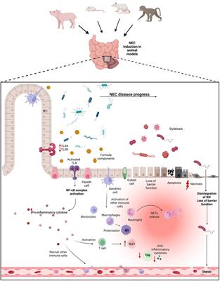 Immunological aspects of necrotizing enterocolitis models: a review